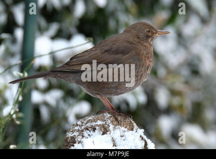 Weibliche Amsel im städtischen Garten im kalten Winter. Stockfoto