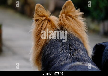 Deutscher Schäferhund, von der Rückseite der Kopf gesehen Stockfoto