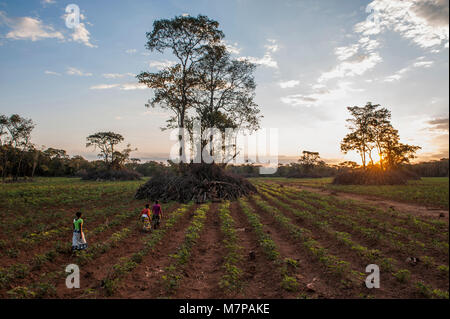 Drei Frauen bei Sonnenuntergang zu Fuß durch ein Feld in Sambia, im südlichen Afrika. Stockfoto