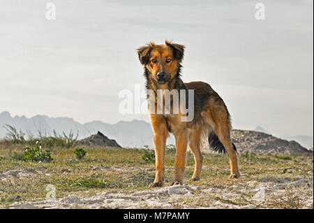 Inukai Khayelitsha, Kapstadt, Südafrika. Stockfoto