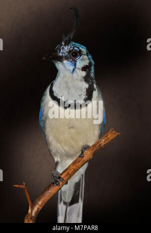 White Throated Elster Eichelhäher (calocitta Formosa) Stockfoto