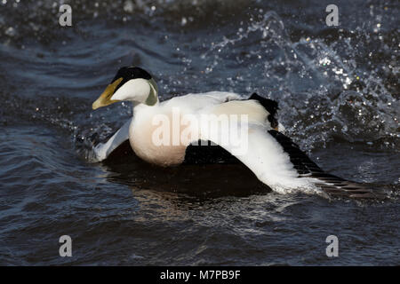 Eider Ente im Flug Stockfoto