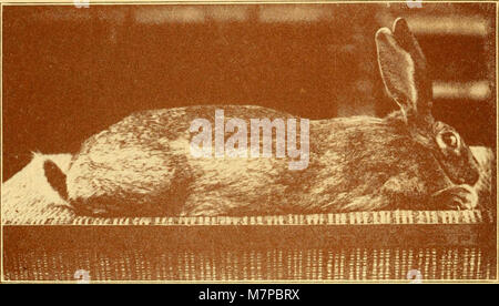 "Outdoor-Möglichkeiten; die Sensibilisierung für Kleintiere, Vögel und Pflanzen; eine praktische Abhandlung auf die Aufzucht und Pflege Kleintiere, Vögel und Pflanzen für Profit und Vergnügen "(1922) Stockfoto