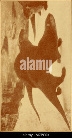 "Outdoor-Möglichkeiten; die Sensibilisierung für Kleintiere, Vögel und Pflanzen; eine praktische Abhandlung auf die Aufzucht und Pflege Kleintiere, Vögel und Pflanzen für Profit und Vergnügen "(1922) Stockfoto