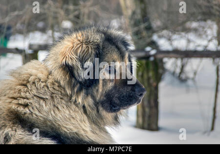 Landschaft, Serbien - Portrait von auch ein Illyrischer Schäferhund (sarplaninac) als Jugoslawische Schäfer und Hirten aus dem sharr Gebirge bekannt Stockfoto