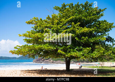 Riesige Baum am Strand in Bosa, Sao Paulo, Brasilien Stockfoto