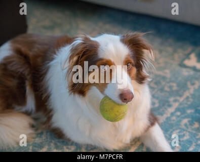 Einen Australian Shepherd Border Collie Mix Stockfoto