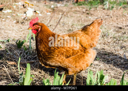 Freie Strecke Rhode-island Red hen Futtersuche, die Jagd auf Insekten im Hinterhof farm Garten. Stockfoto