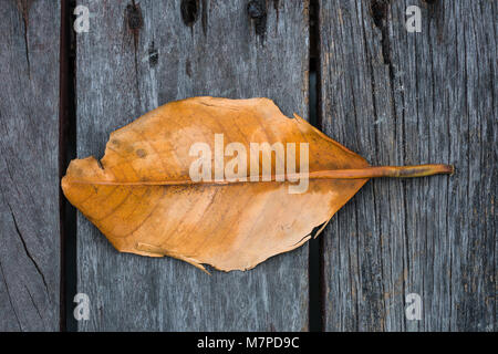 Draufsicht auf große gelbe Blätter fallen von Mangrove Tree auf Holzboden. Stockfoto