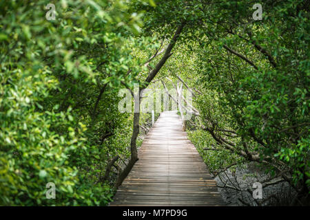 Hölzerne Brücke der Gehweg innerhalb tropischer Mangrovenwald von grünen Mangrove Tree abgedeckt. Stockfoto