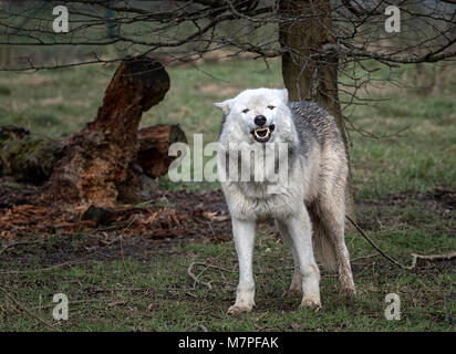 Alpha Weibchen grau (grau) Wolf (Canis lupus), aka der Timber Wolf oder Western Wolf. Eine Hunde- native zu Wildnis von Eurasien und Nordamerika Stockfoto