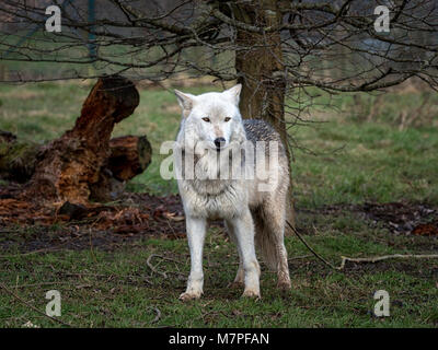 Alpha Weibchen grau (grau) Wolf (Canis lupus), aka der Timber Wolf oder Western Wolf. Eine Hunde- native zu Wildnis von Eurasien und Nordamerika Stockfoto