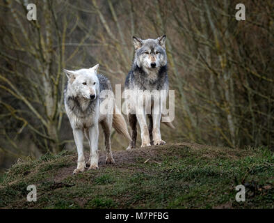 Alpha Männchen (rechts) und Frau Grau (grau) Wolf (Canis lupus), aka der Timber Wolf oder Western Wolf. Native zu Wildnis von Eurasien und Nordamerika Stockfoto