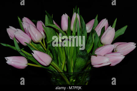 Bündel Schneiden rosa Tulpen im Display Stockfoto