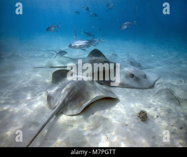 Blackspotted Dart, kleine getupfte Darts (Trachinotus baillonii) Schwimmen über eine Gruppe Jenkins (Himantura whiprays jenkinsii), Malediven, Indischer Ozean Stockfoto