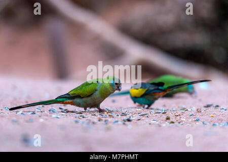 Australischen Edelsteine - Bourke's Parrot (Neosephotus bourkii) Portrait Sammlung Stockfoto