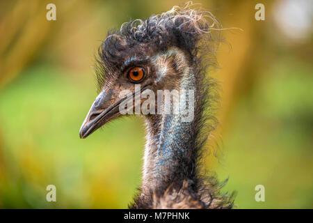 Australische Emu (Dromaius novaehollandiae) Close-up portrait Collection. Stockfoto