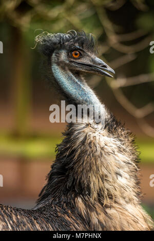 Australische Emu (Dromaius novaehollandiae) Close-up portrait Collection. Stockfoto