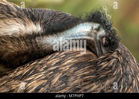 Australische Emu (Dromaius novaehollandiae) Close-up portrait Collection. Stockfoto