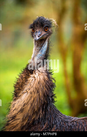 Australische Emu (Dromaius novaehollandiae) Close-up portrait Collection. Stockfoto