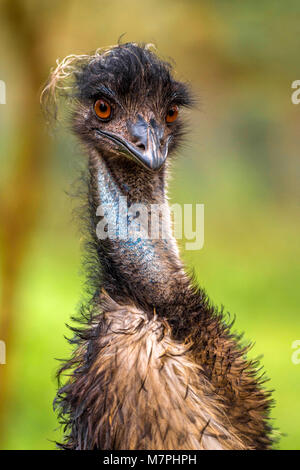 Australische Emu (Dromaius novaehollandiae) Close-up portrait Collection. Stockfoto