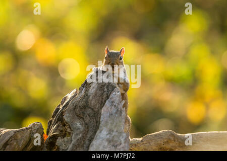 Graue Eichhörnchen (Sciurus carolinensis) abgebildet die Nahrungssuche im Waldgebiet in goldenes Sonnenlicht getaucht. Stockfoto