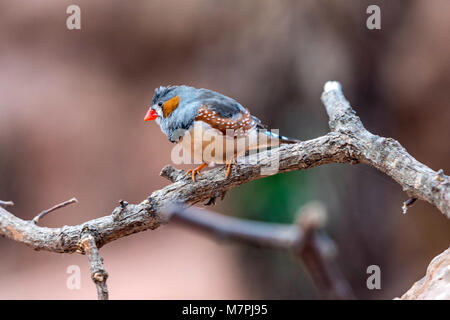Australischen Edelsteine - Zebra Finch (Taeniopygia guttata) portrait Sammlung Stockfoto