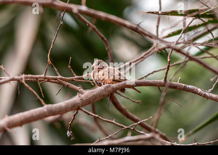 Australischen Edelsteine - Zebra Finch (Taeniopygia guttata) portrait Sammlung Stockfoto