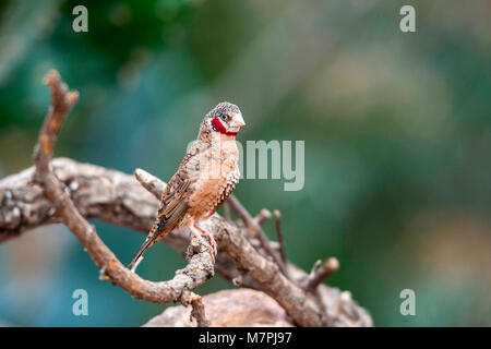 Australischen Edelsteine - Zebra Finch (Taeniopygia guttata) portrait Sammlung Stockfoto