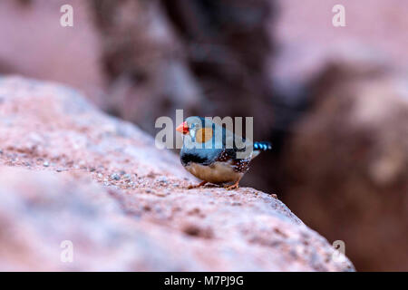Australischen Edelsteine - Zebra Finch (Taeniopygia guttata) portrait Sammlung Stockfoto
