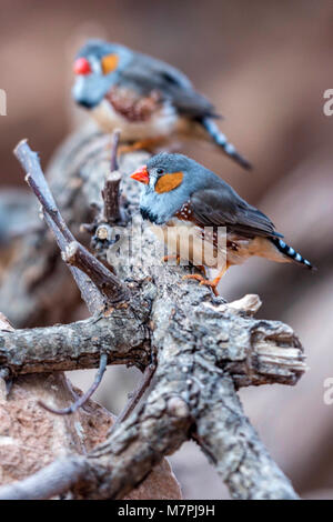 Australischen Edelsteine - Zebra Finch (Taeniopygia guttata) portrait Sammlung Stockfoto