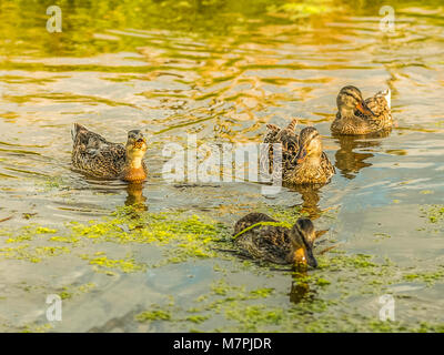 Wilden Stockente (Anas platyrhynchos) Riverside portrait. Stockfoto