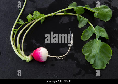 Radieschen rot auf dunklem Hintergrund Makro isoliert Stockfoto
