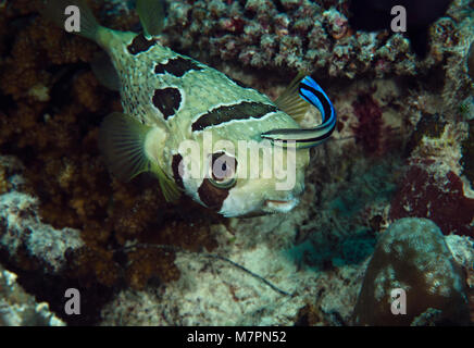 Blotched Porcupinefish, Diodon liturosus, mit cleaner wrasse, Labroides dimidiatus, auf Korallenriff Bathala, Malediven, Stockfoto