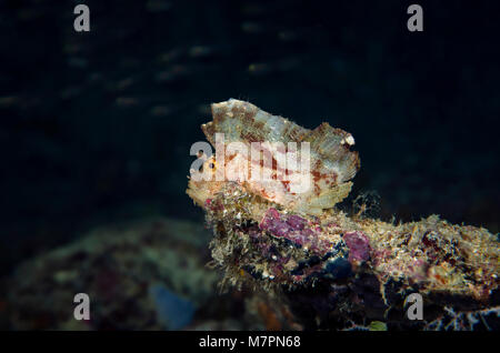 Leaf Drachenköpfe, Taenianotus Triacanthus auf Korallen auf den Malediven Stockfoto