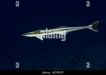 Remora, Echeneis Naucrates, auf der Suche nach neuen Host im dunklen Wasser, Indischer Ozean, Malediven Stockfoto