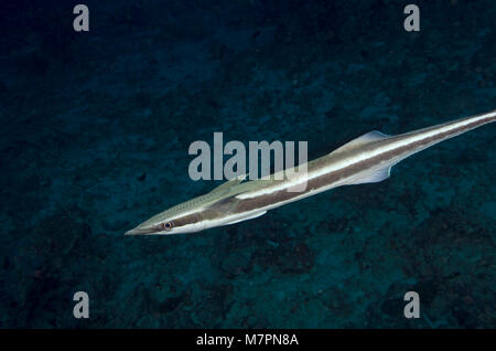 Remora, Echeneis Naucrates, auf der Suche nach neuen Host im dunklen Wasser, Indischer Ozean, Malediven Stockfoto