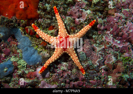 Rote Mesh Seesterne, Fromia monilis am Coral Reef, Bathala, Ari Atoll, Malediven, Indischer Ozean Stockfoto