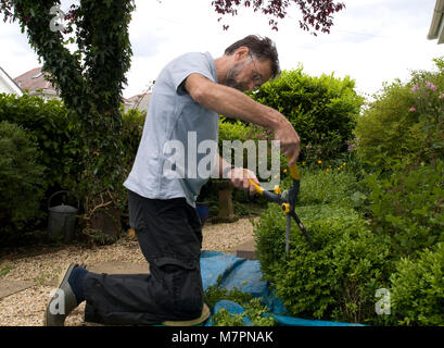 Ein pensionierter Mann konzentriert sich schwer beim Trimmen einer Box Hedge in seinem Garten Stockfoto