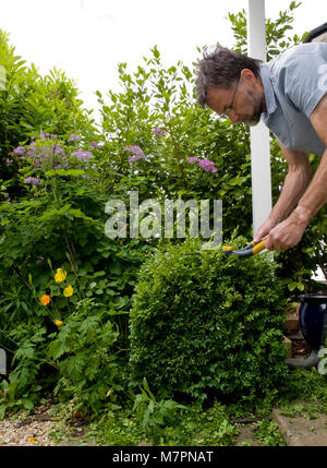 Ein pensionierter Mann trimmen, Bush in seinem Garten zu gestalten. Stockfoto