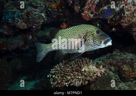 Harlekin Süßlippen, Plectorhinchus Chaetodonoides, in einer Höhle im Bathala, Ari Atoll, Indischer Ozean, Malediven Stockfoto