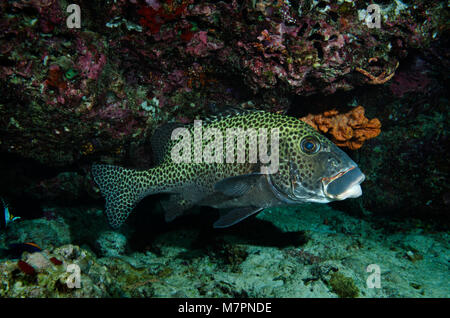 Harlekin Süßlippen, Plectorhinchus Chaetodonoides, in einer Höhle im Bathala, Ari Atoll, Indischer Ozean, Malediven Stockfoto