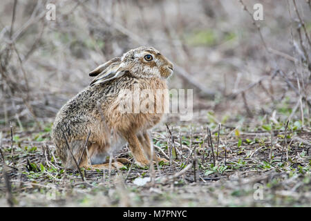 Brown-Feldhase (Lepus Europaeus) Stockfoto