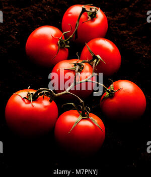 Organischer reife Tomaten auf schwarzem Boden vor dem Verpacken Stockfoto