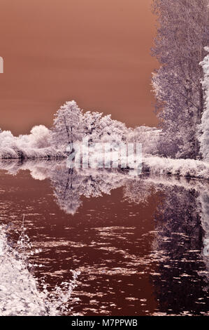 Infrarotbild von Reflexionen von autumanal Bäume im Wasser der Exeter Ship Canal in Exeter, Devon, England, Großbritannien Stockfoto