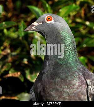 Verwilderte Tauben füttern im Winter im städtischen Haus Garten. Stockfoto