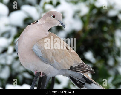 Ring Hals oder Collared dove Fütterung im städtischen Garten im Winter. Stockfoto