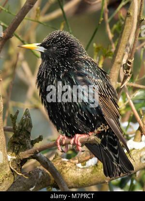 Starling in städtischen Haus Garten im Winter zu füttern. Stockfoto