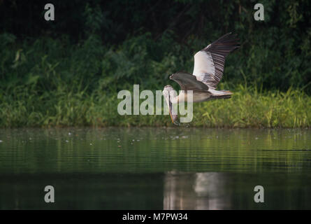 Spot-Billed Grau Pelican (Pelecanus philippensis) in der Nähe von See, um Fische zu fangen Stockfoto