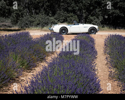 1965 Austin Healey 300 MKIII in Lavendelfelder der Provence Frankreich Stockfoto